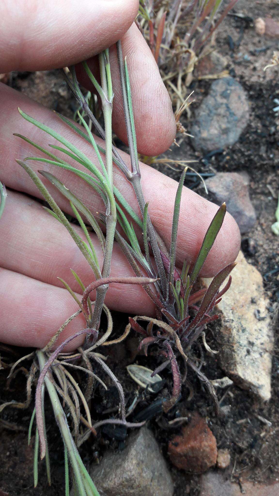 Слика од <i>Silene aethiopica</i>