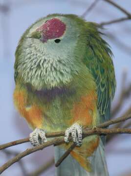 Image of Mariana Fruit Dove