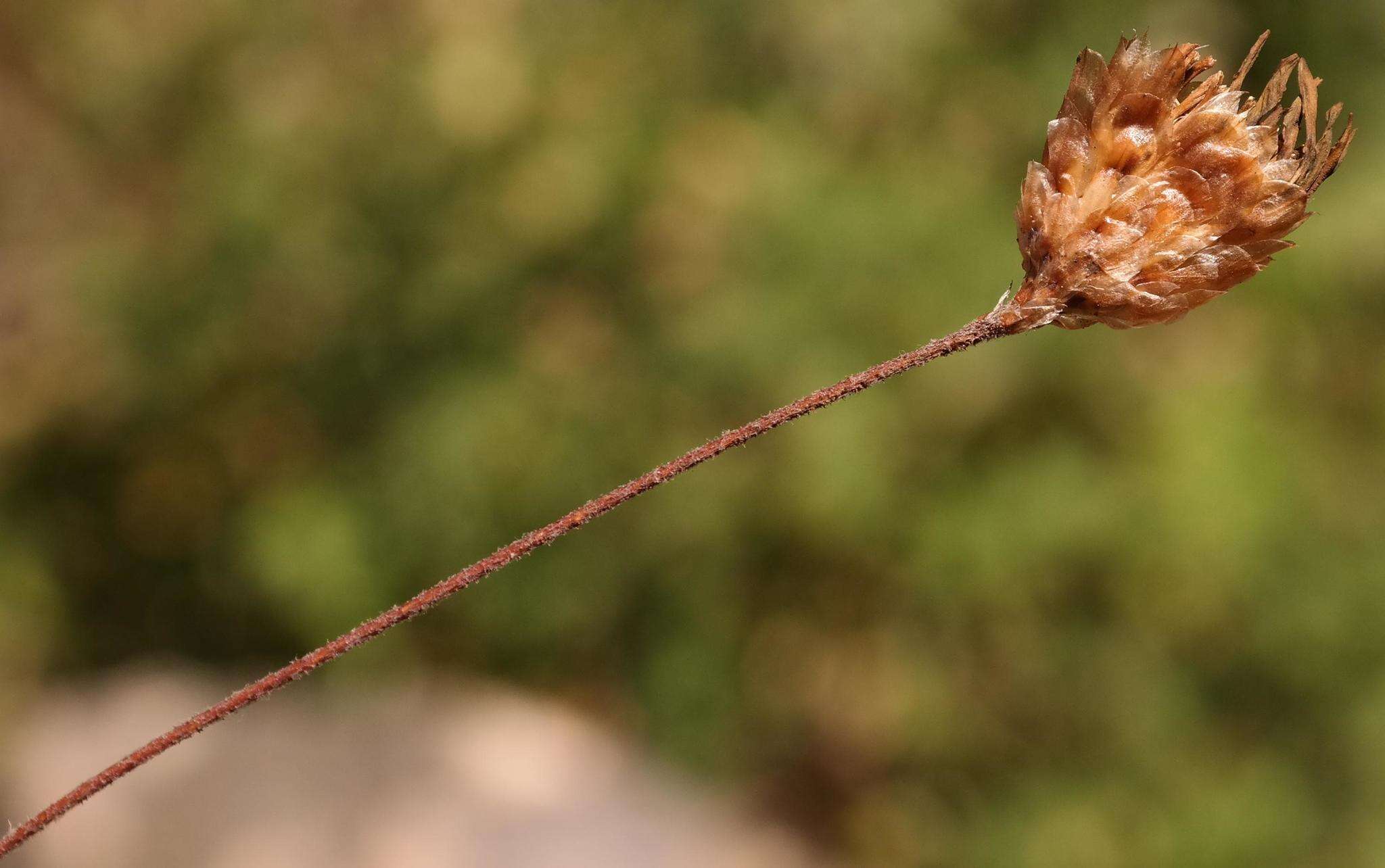 Image of Oedera longipes (K. Bremer) N. G. Bergh