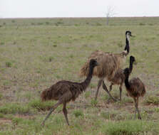 Image of Cassowaries and Emus