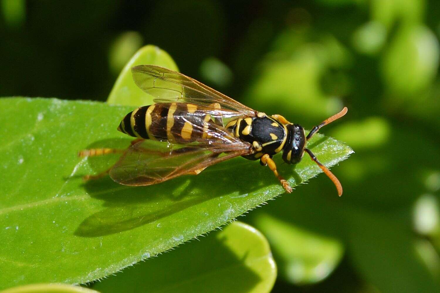 Image of European Paper Wasp