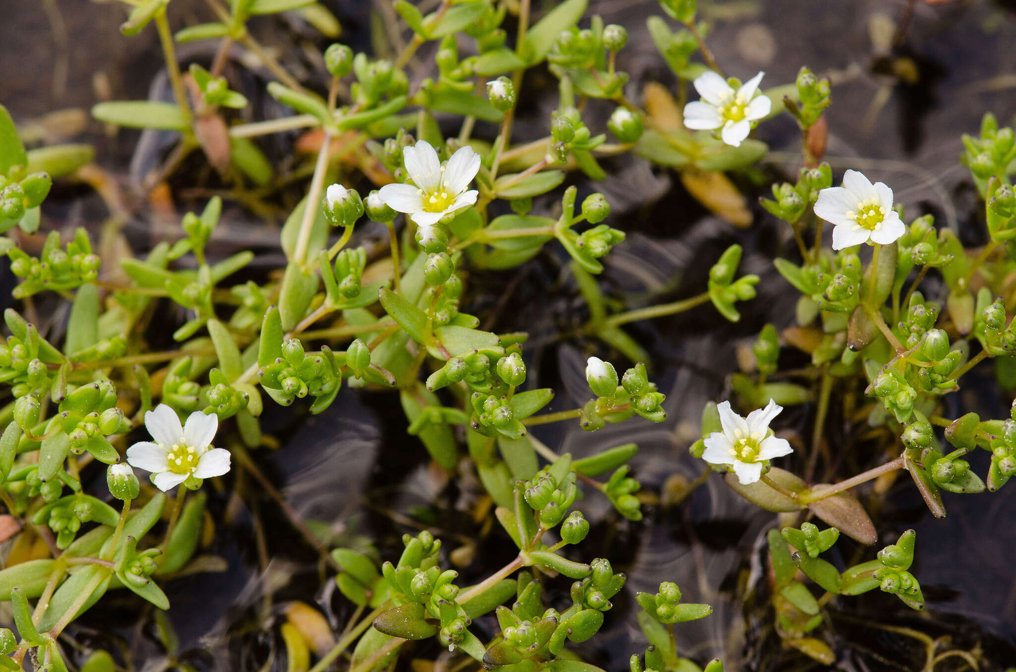 Image of One-Flower Stitchwort