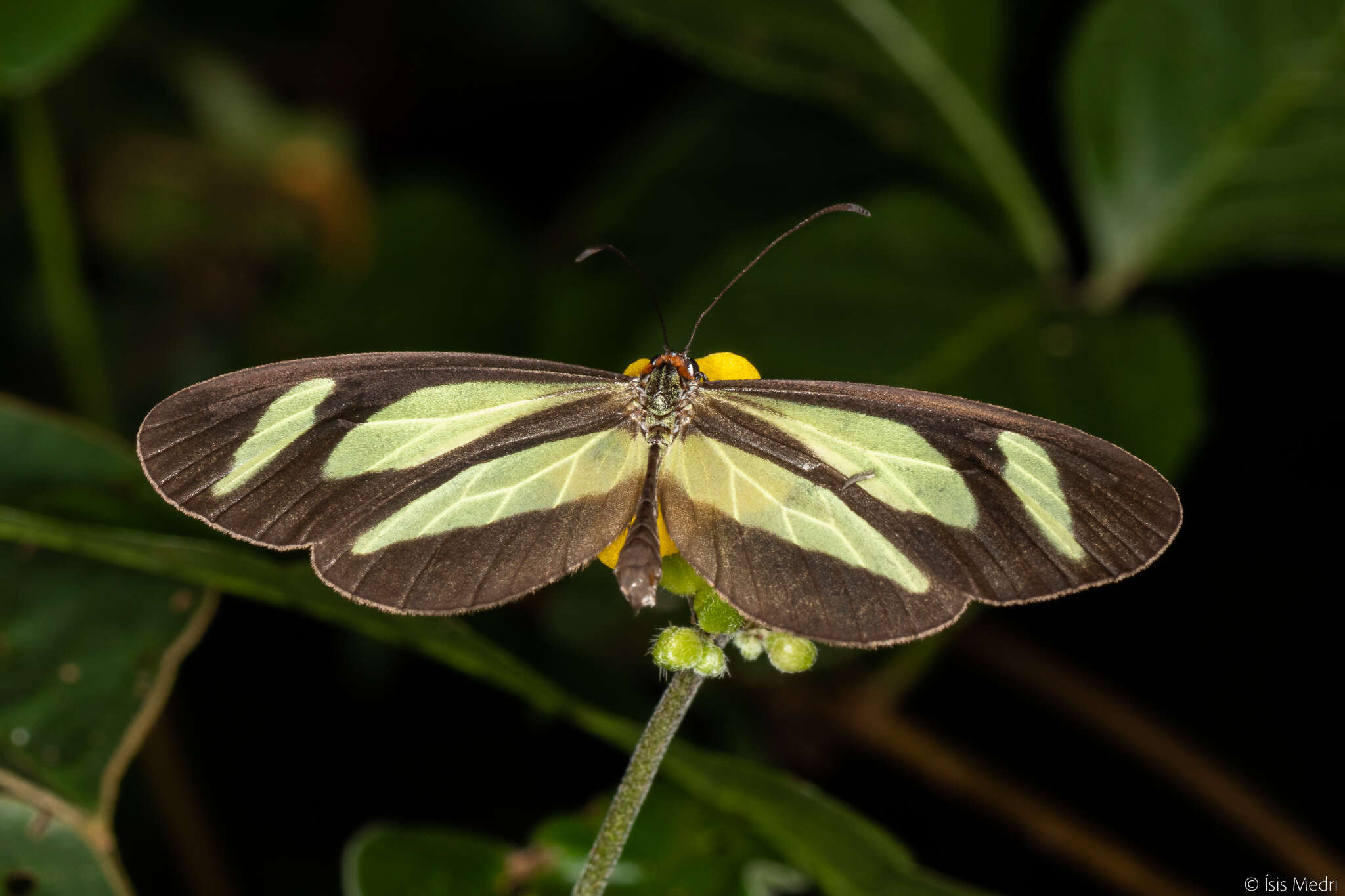 صورة Aeria olena Weymer 1875