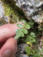 Polypodium amorphum Suksdorf的圖片