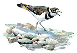 Image of Killdeer