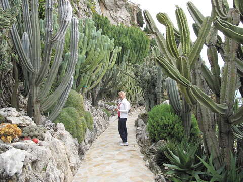 Image of Andes organ pipe