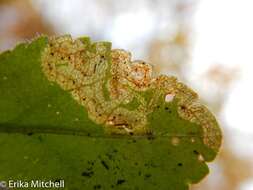 Phytomyza crassiseta Zetterstedt 1860 resmi