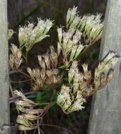 Image of white thoroughwort