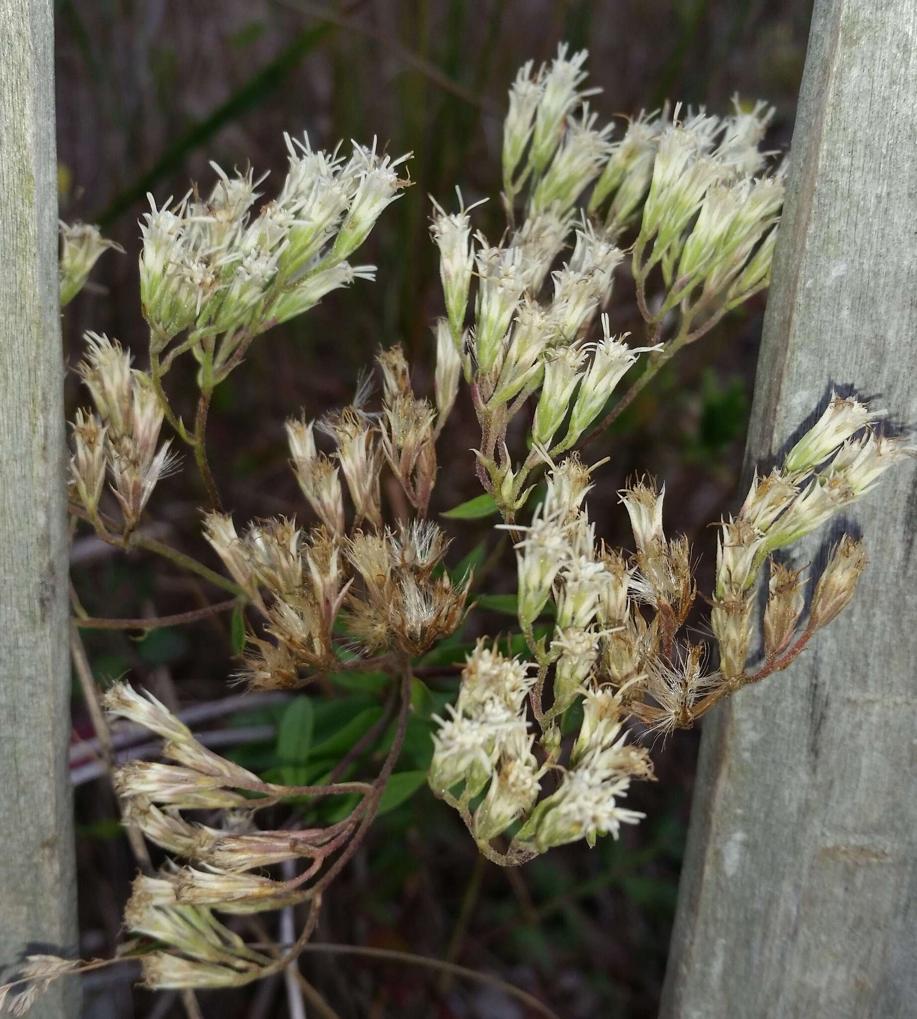 Eupatorium subvenosum (A. Gray) E. E. Schill.的圖片