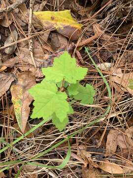 Image of red maple