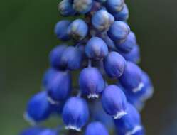 Imagem de Muscari armeniacum H. J. Veitch