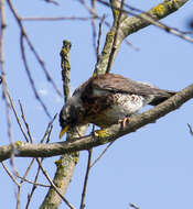 Image of Fieldfare