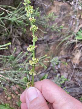 Image of Rumex cordatus Desf.