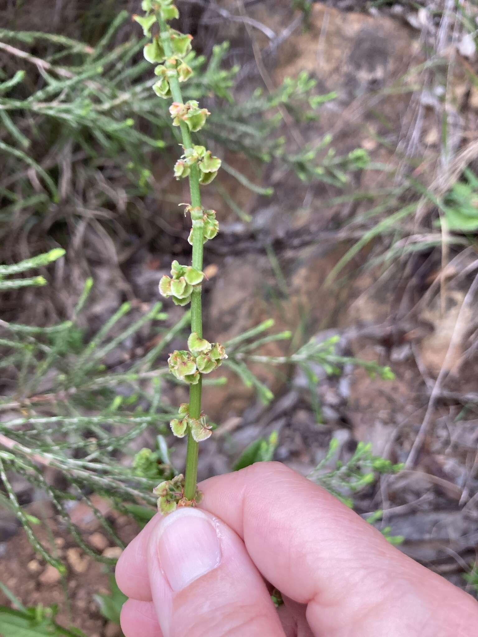 Слика од Rumex cordatus Desf.