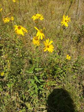 Image of Florida Sunflower