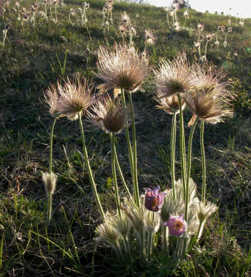 Image of Greater Pasque Flower