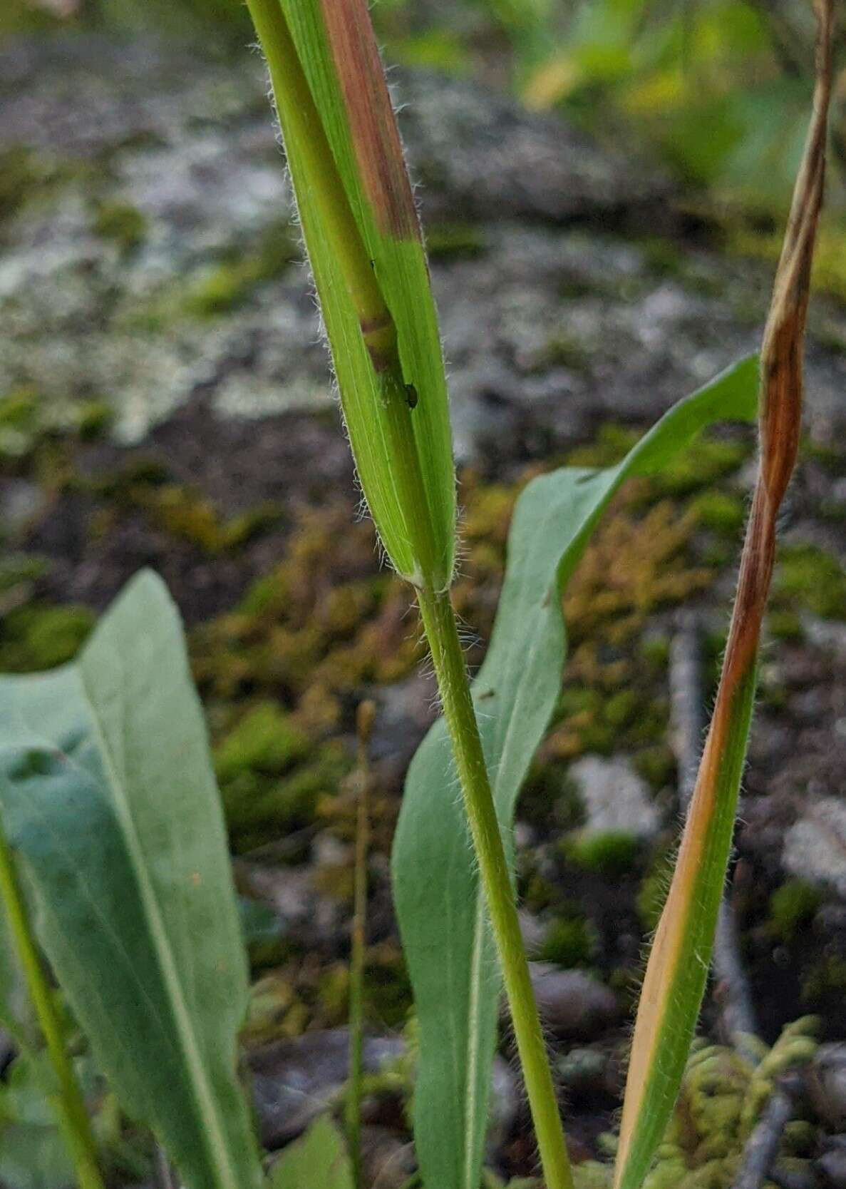 Plancia ëd Graphephorum