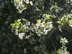 Image of sour cherry