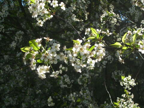 Imagem de Prunus cerasus L.