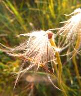 Image de Pulsatilla grandis Wenderoth