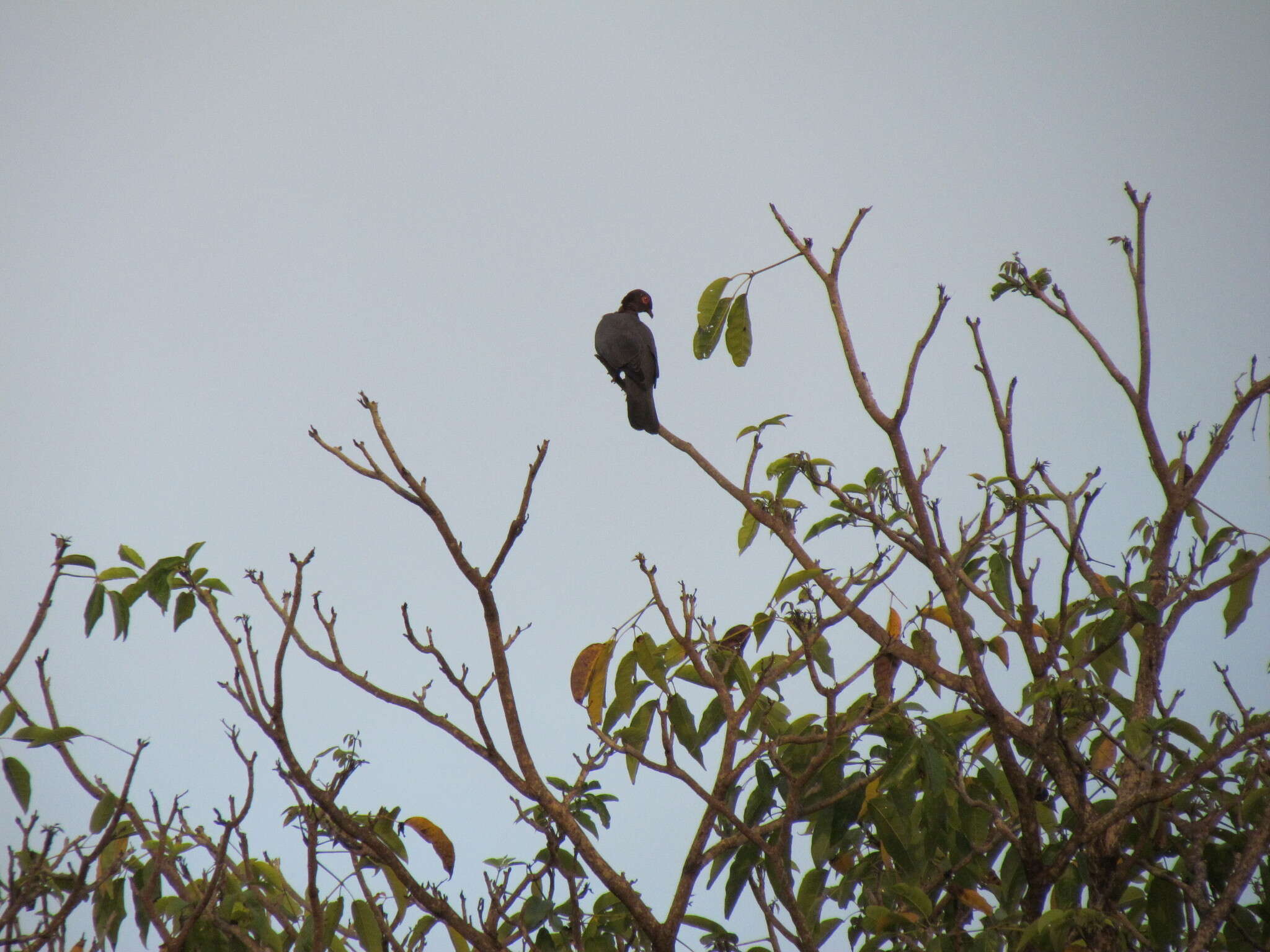 Image of Scaly-naped Pigeon