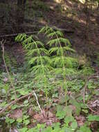 Image of Wood Horsetail