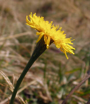 Image of hawkbit