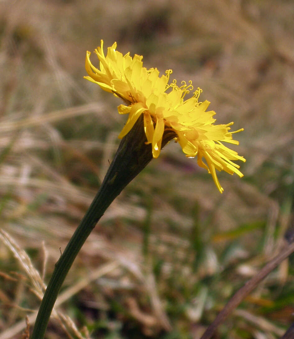 Image of hawkbit