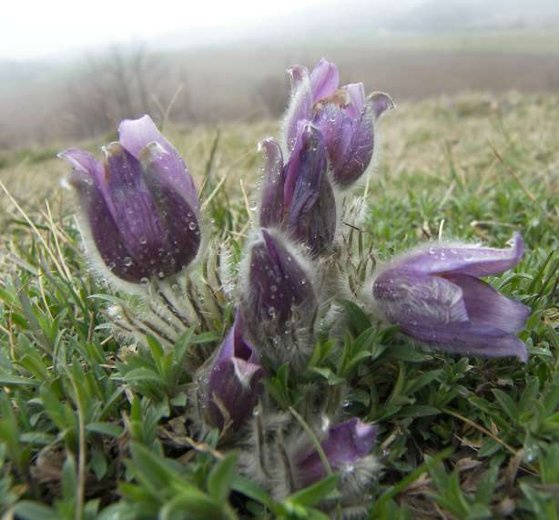 Image de Pulsatilla grandis Wenderoth