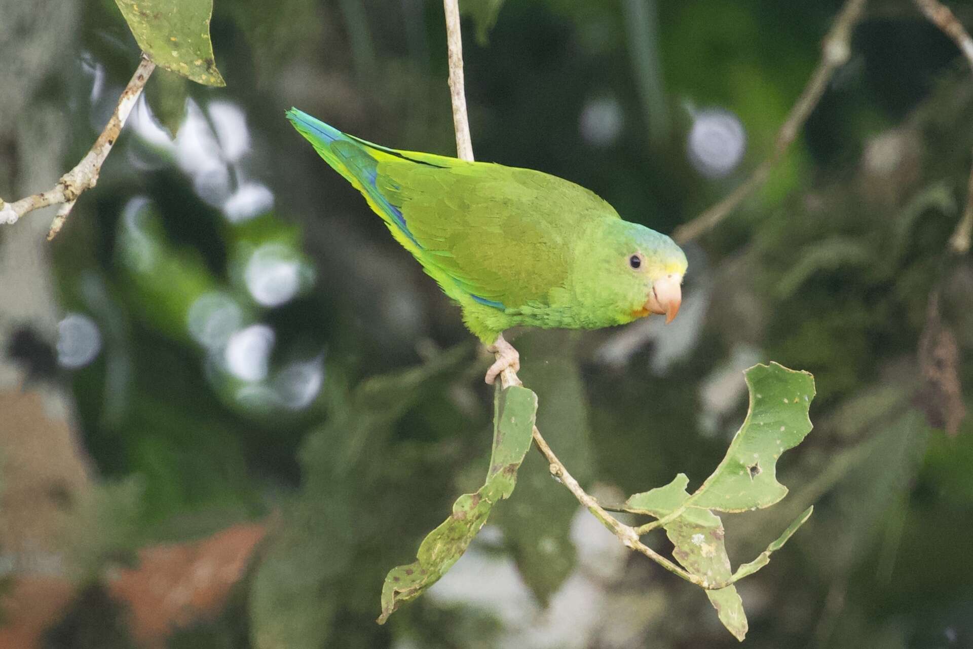 Image of Cobalt-winged Parakeet