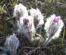 Image of Greater Pasque Flower