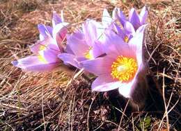 Image of Greater Pasque Flower