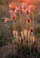 Image de Pulsatilla grandis Wenderoth