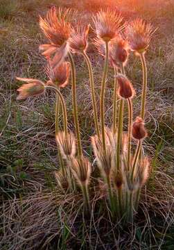 Image of Greater Pasque Flower