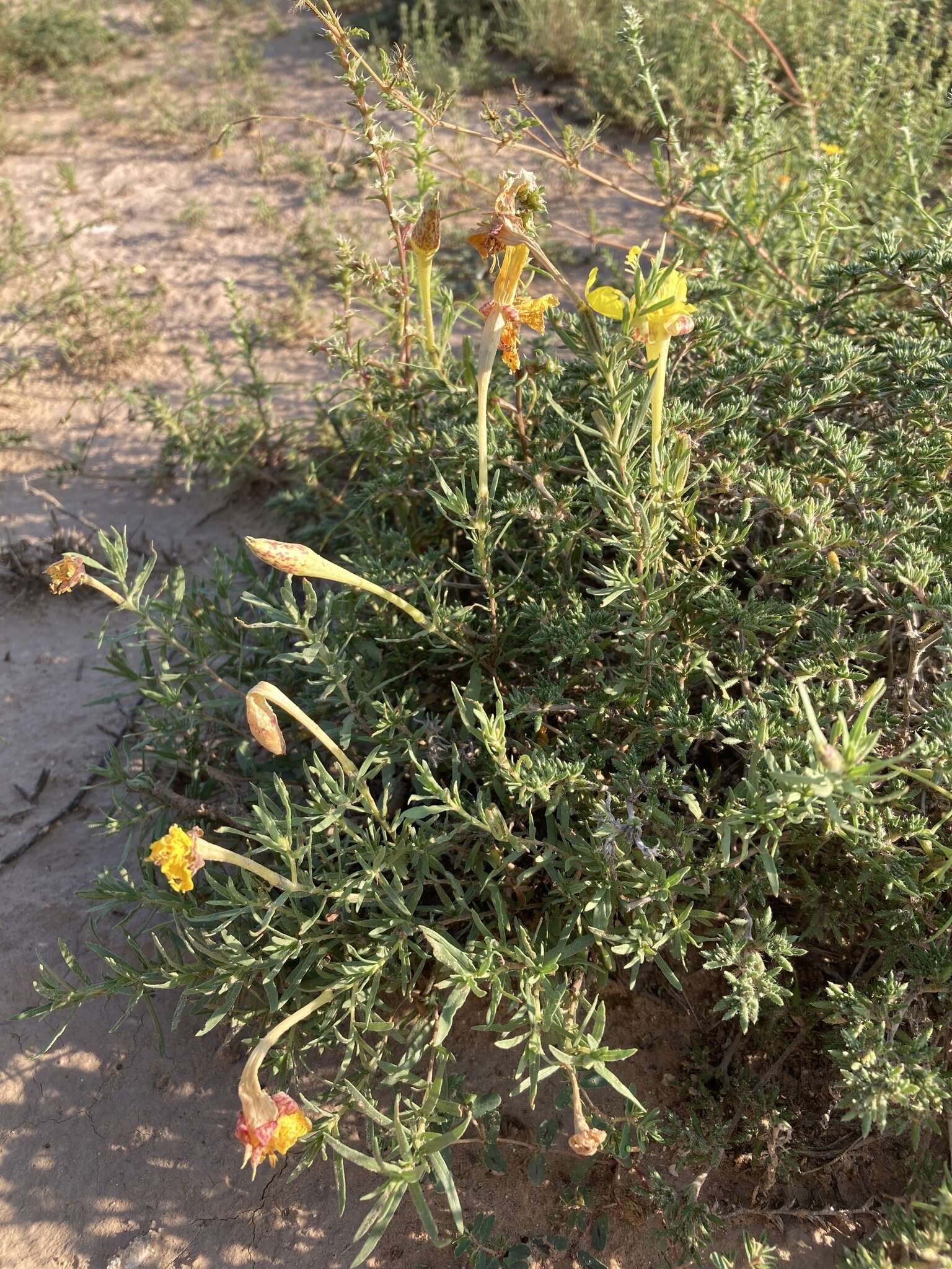 Sivun Oenothera hartwegii subsp. filifolia (Eastw.) W. L. Wagner & Hoch kuva