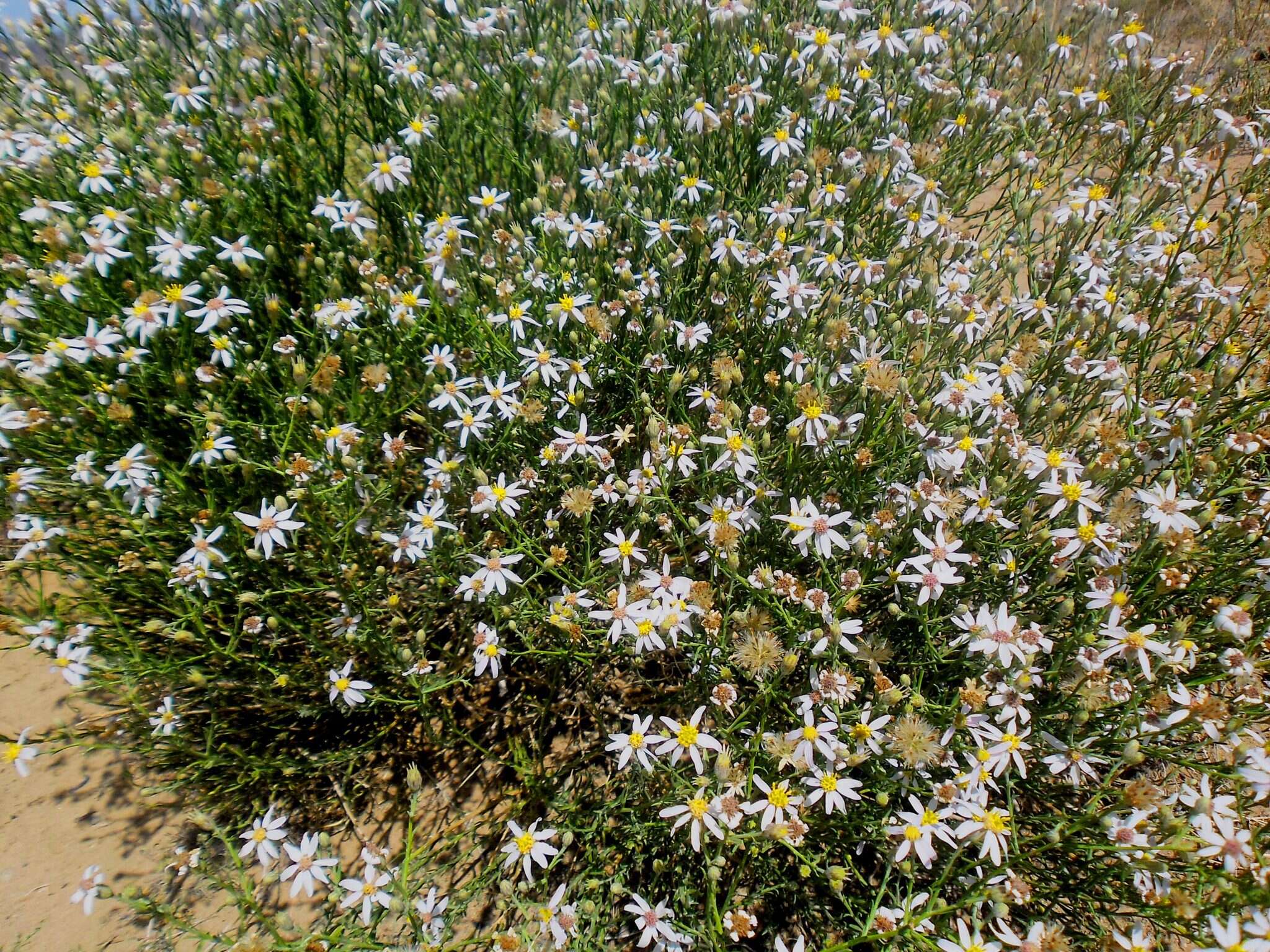 Image of Asterothamnus centraliasiaticus Novopokr.