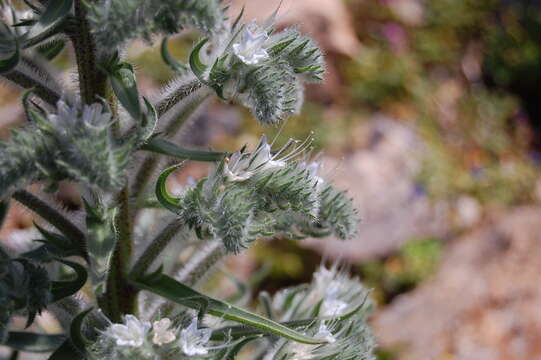 Image of Italian viper's bugloss