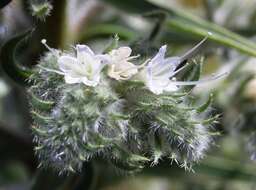 Echium italicum L.的圖片