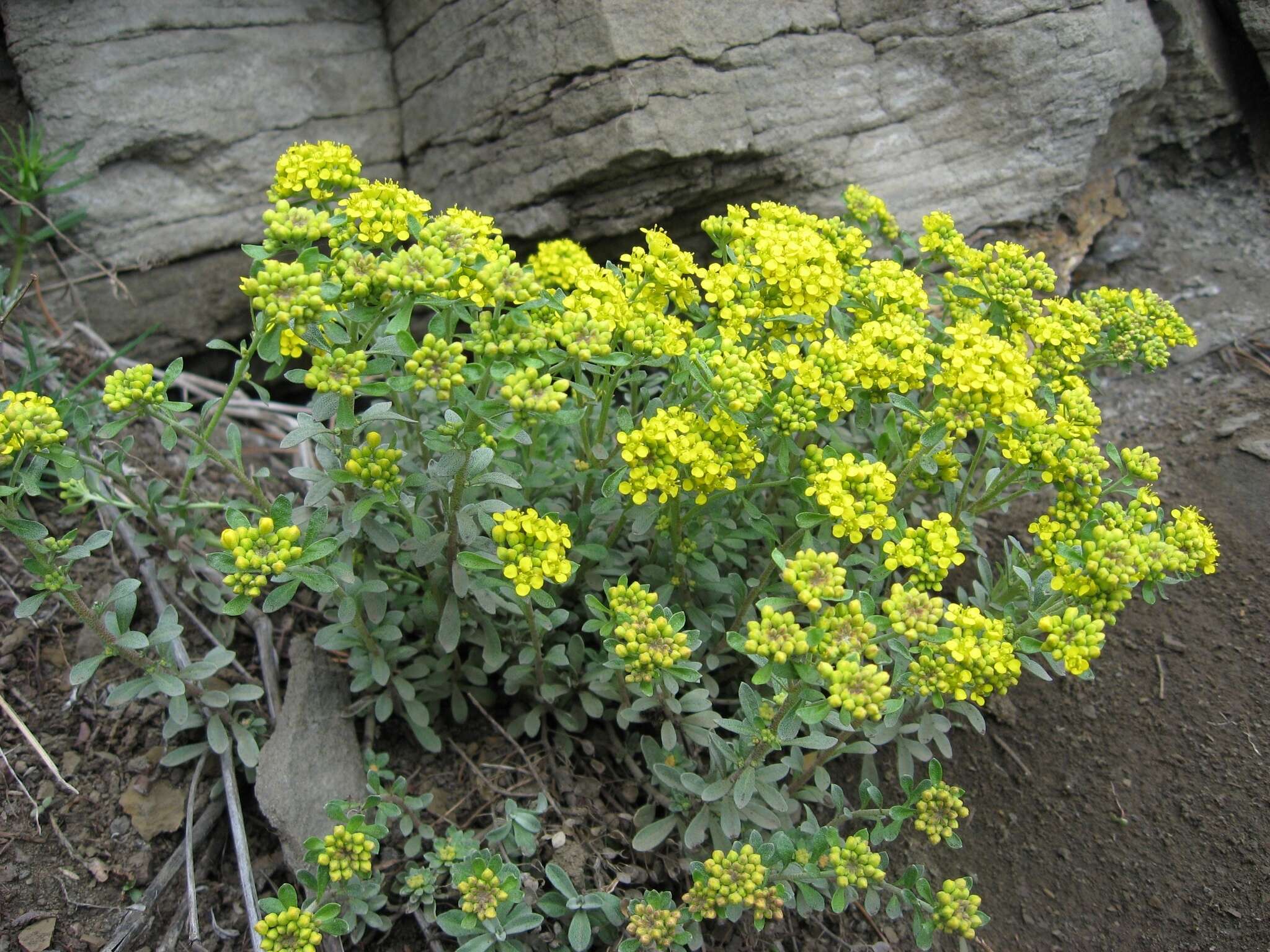 Слика од Alyssum obovatum (C. A. Mey.) Turcz.