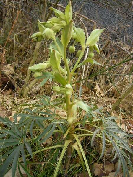 Image of Stinking Hellebore