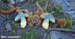 Image of ruddy bolete