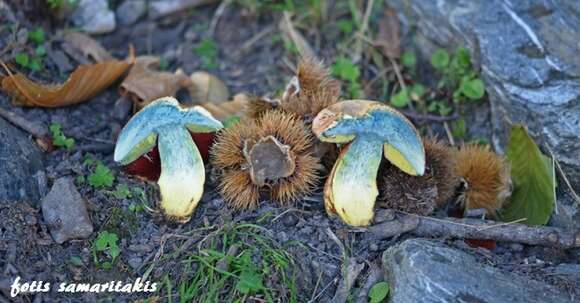 Image of ruddy bolete