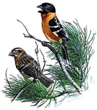 Image of Black-headed Grosbeak