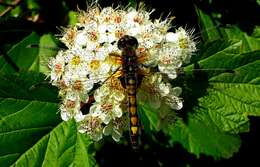 Image of Yellow-spotted Whiteface