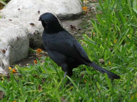 Image of Scrub Blackbird