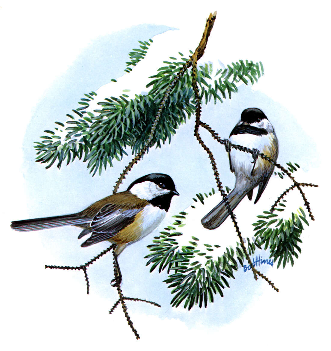 Image of Black-Capped Chickadee