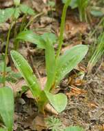 صورة Orchis pallens L.