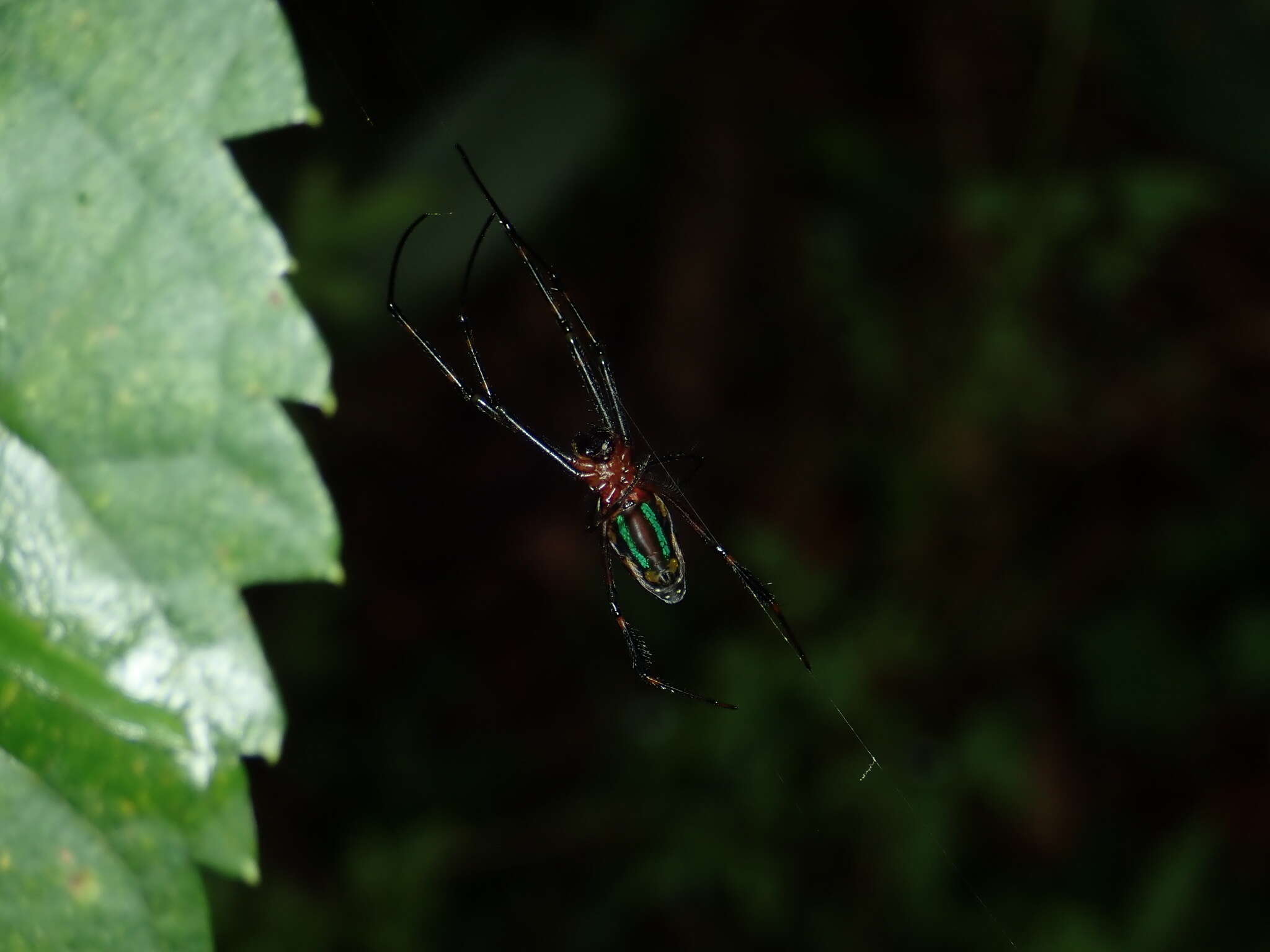 Image of Leucauge tessellata (Thorell 1887)