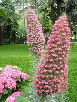 Image of Echium wildpretii H. H. W. Pearson ex Hook. fil.