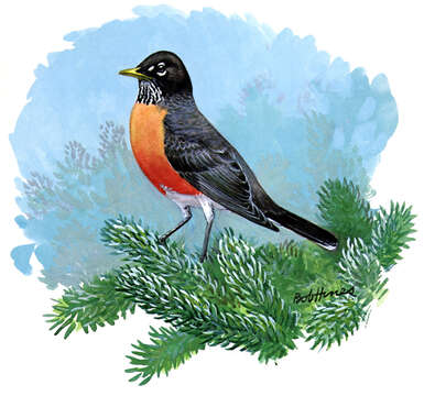 Image of American Robin